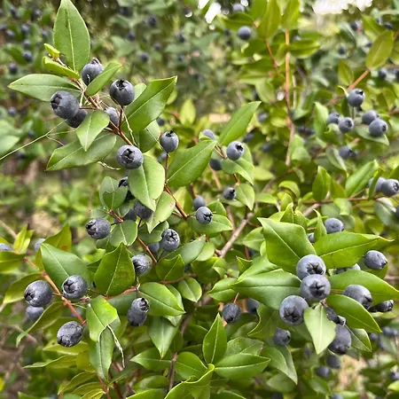 Rossofiore 3*
