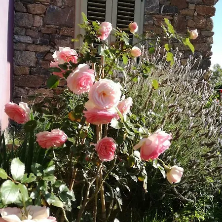 Rossofiore *